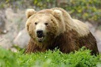 Всю Камчатку насмешили: охоту на медведя с луком и стрелами хотят разрешить власти полуострова