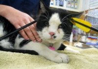Кот со стрелой в голове был спасен американскими ветеринарами